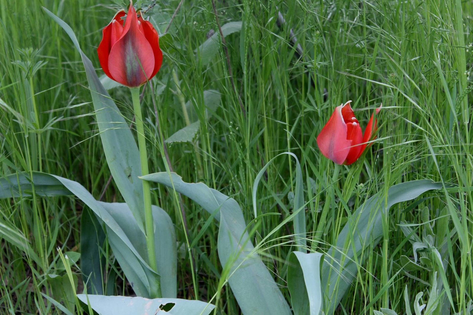 Tulipa systola Stapf.